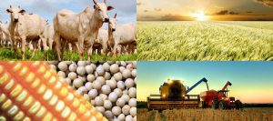 Leia mais sobre o artigo Sebrae e Faeg realizam seminário sobre perspectivas para o setor agrícola em 2020