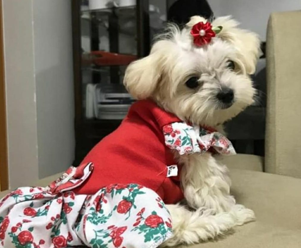 Leia mais sobre o artigo Mercado pet: Uma moda literalmente animal