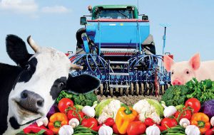 Leia mais sobre o artigo PIB 2019: Agropecuária é o setor com maior expansão na economia goiana