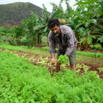 Senar vai ajudar produtor a acessar crédito rural