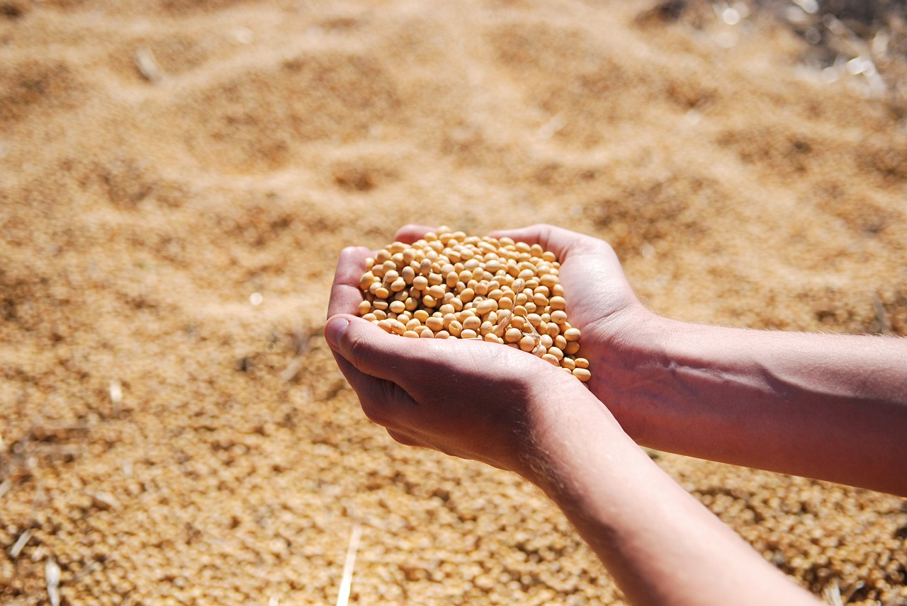 Leia mais sobre o artigo Chuvas chegam em setembro e podem favorecer plantio da soja