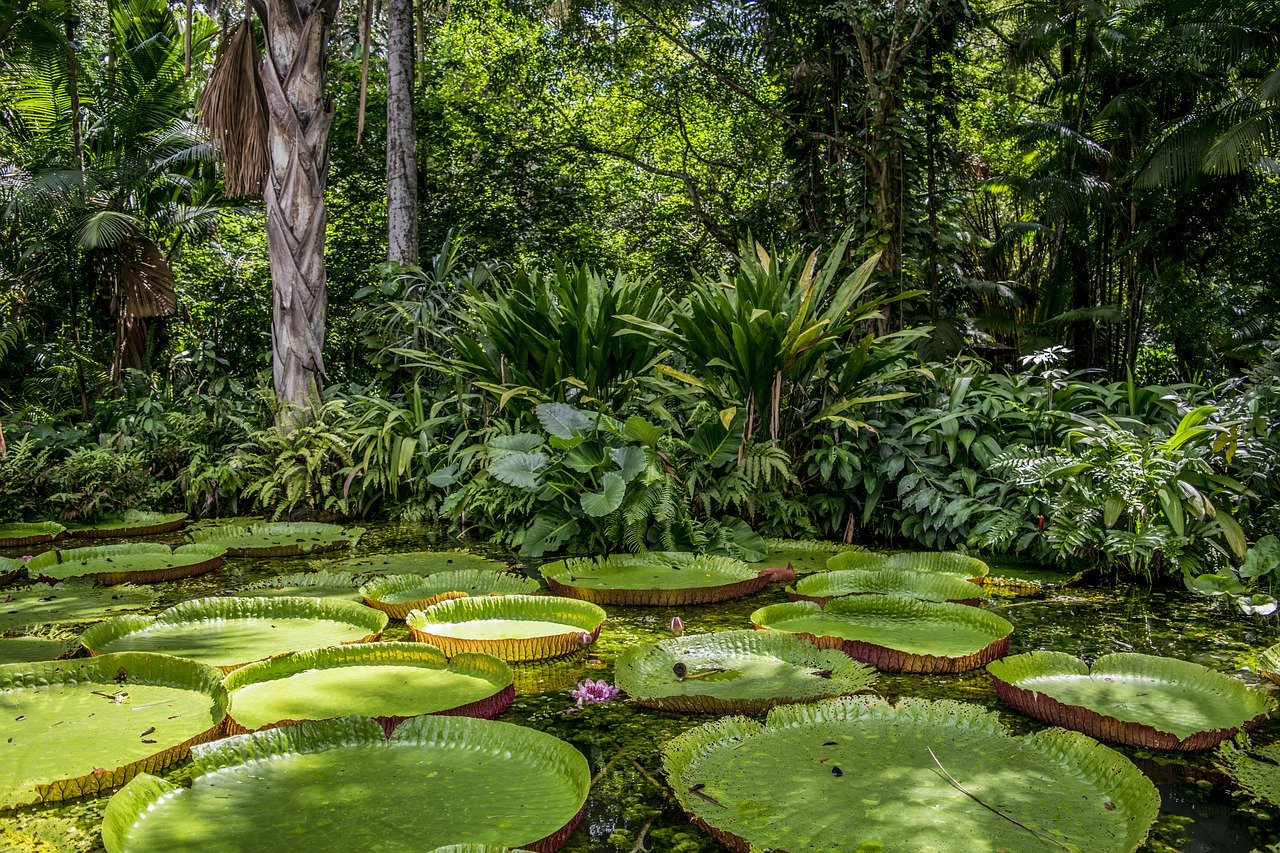 Leia mais sobre o artigo JBS anuncia o programa “Juntos pela Amazônia”