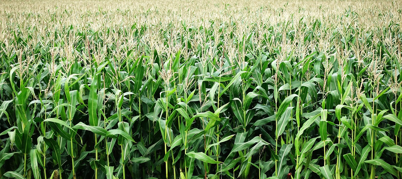 Leia mais sobre o artigo Produção goiana de milho em 2019 é a maior de sua história