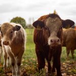 O prazo mínimo do Arrendamento Rural em razão do porte dos animais explorados na pecuária