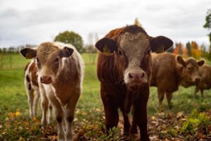 Leia mais sobre o artigo Estado de Goiás tem o segundo maior rebanho bovino do País