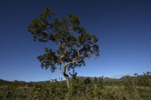 Leia mais sobre o artigo Pesquisa realizada em Niquelândia mapeia biodiversidade do Cerrado