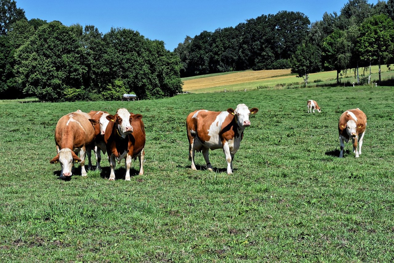 Leia mais sobre o artigo Agropecuária faz Goiás avançar, mas apresenta desafios para 2021