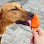 Calor pra cachorro? Alata Sorvetes lança picolé próprio para os pets