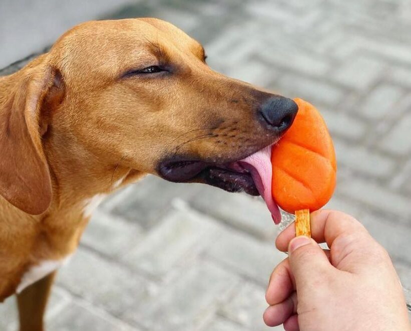 Leia mais sobre o artigo Calor pra cachorro? Alata Sorvetes lança picolé próprio para os pets