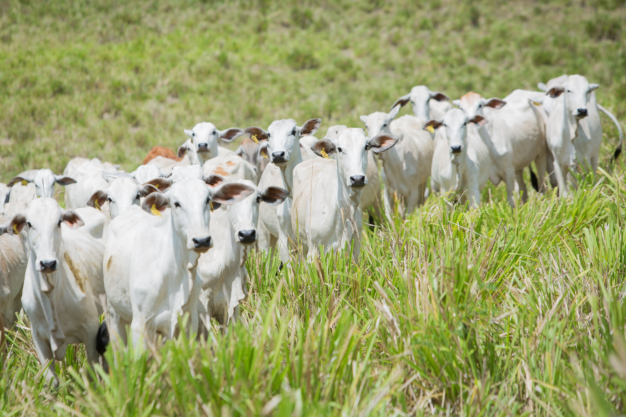 No momento você está vendo Valor da produção agropecuária em Goiás soma R$ 8,5 bilhões em 2023