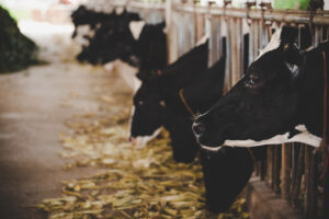 Leia mais sobre o artigo Rebanho bovino goiano cresce 3,5% em 2020
