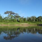 Sicredi neutraliza Emissões de Gases de Efeito Estufa