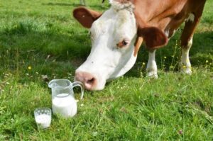Leia mais sobre o artigo Fazenda cria linha de crédito para socorrer produtores de leite