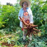 Programa ReDes impulsiona produção de mandioca no Norte goiano