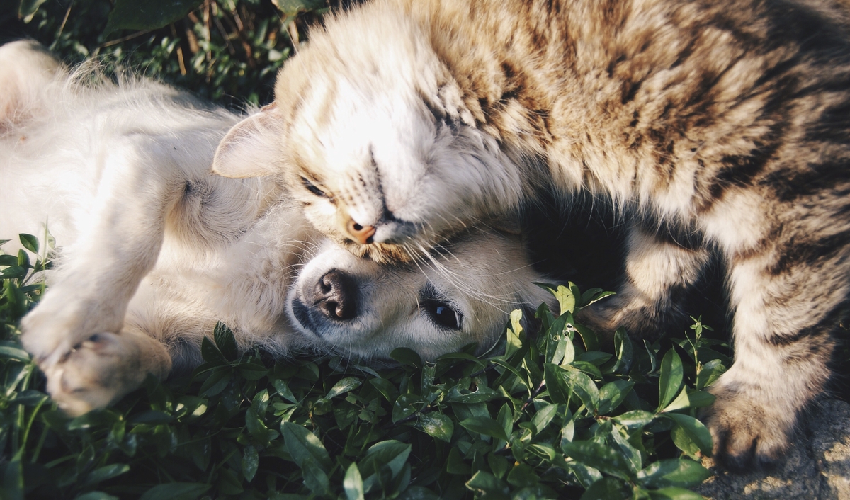 Leia mais sobre o artigo Com a inflação em alta, 44% dos brasileiros reduziram gastos com pets