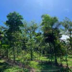 Agrofloresta em Santo Antônio de Goiás produz 15 toneladas de alimentos por ano