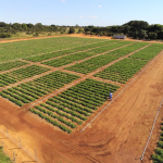 Protetor solar para folhas e frutos melhora a produtividade de lavoura de tomate em Goiás