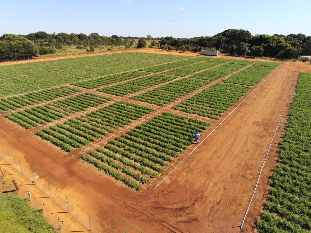 Leia mais sobre o artigo Protetor solar para folhas e frutos melhora a produtividade de lavoura de tomate em Goiás
