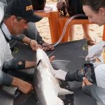 <strong>Projeto Piraíba: Com apoio do Sicoob UniCentro Br, equipamentos para monitoramento de peixes são instalados em Aruanã</strong>