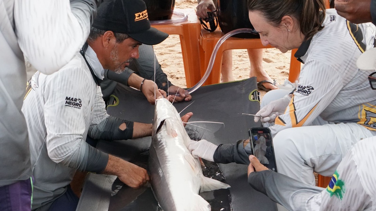 No momento você está vendo <strong>Projeto Piraíba: Com apoio do Sicoob UniCentro Br, equipamentos para monitoramento de peixes são instalados em Aruanã</strong>