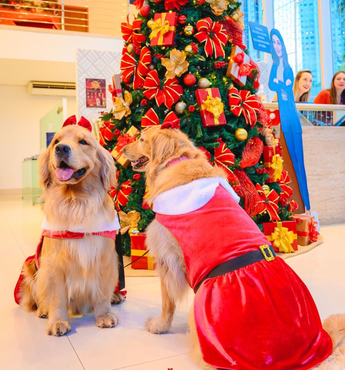 Leia mais sobre o artigo <strong>Natal Encantado EBM realiza encontro natalino de pets</strong>